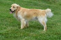 Étalon Golden Retriever - Olaf the Field of Angels