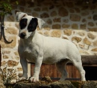 Étalon Jack Russell Terrier - Ninon Du Moulin Sault