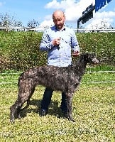 Étalon Levrier Ecossais - Warlock bewitched secret haven