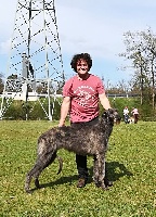 Étalon Levrier Ecossais - Lilac Wind Nador