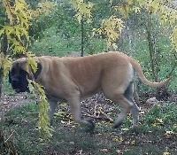 Étalon Mastiff - Joyce de l escane crabe