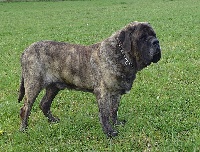 Étalon Mastiff - Gainsbar de la Tivoliére