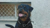 Étalon Rottweiler - Oratoriya lug de burg