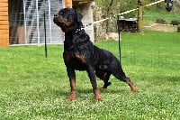 Étalon Rottweiler - Irac Des Princes De L'albinol