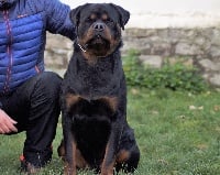 Étalon Rottweiler - Indios dark force