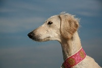 Étalon Saluki - Yeganeh von Baghlan