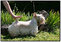 Étalon Scottish Terrier - La terreur des bacs à sable du Clan des Petits Colonels