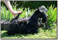 Étalon Scottish Terrier - J'y reste du Clan des Petits Colonels