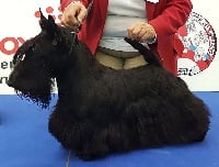 Étalon Scottish Terrier - CH. Verascott Moonlight shadow