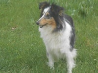 Étalon Shetland Sheepdog - Magic blue Des mille Eclats des Tournesols