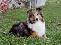 Étalon Shetland Sheepdog - Fidji Du Jardin De Balata