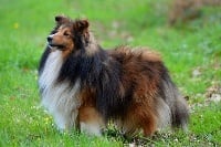 Étalon Shetland Sheepdog - Invictus (dit tutus) du Domaine du Carpé