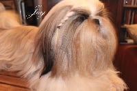 Étalon Shih Tzu - Joy Des Merveilles Du Mas