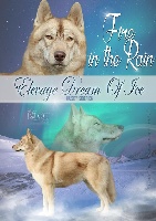 Étalon Siberian Husky - Fire in the rain legend of the spirit