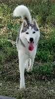 Étalon Siberian Husky - June (Sans Affixe)