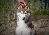 Étalon Siberian Husky - My madness Angel Of Soyane