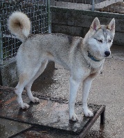 Étalon Siberian Husky - LaÏka to riders of free spirit