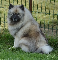 Étalon Spitz allemand - Margot de French Vanilla