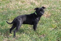 Étalon Staffordshire Bull Terrier - Just love Of Black Success