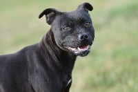 Étalon Staffordshire Bull Terrier - Mappy des terres de la Munia