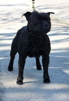 Étalon Staffordshire Bull Terrier - Pome's World Ipo