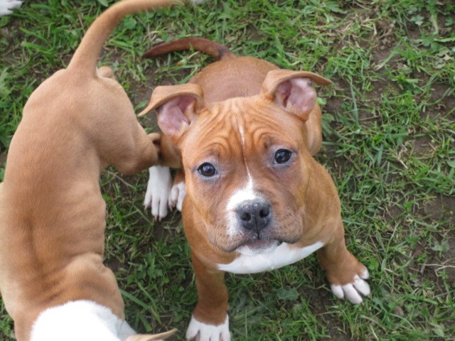 Publication : Lealta's Edition 