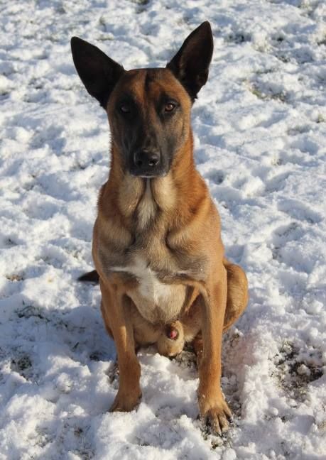 Publication : Des Terriers Intrépides Auteur : Jalin Solène