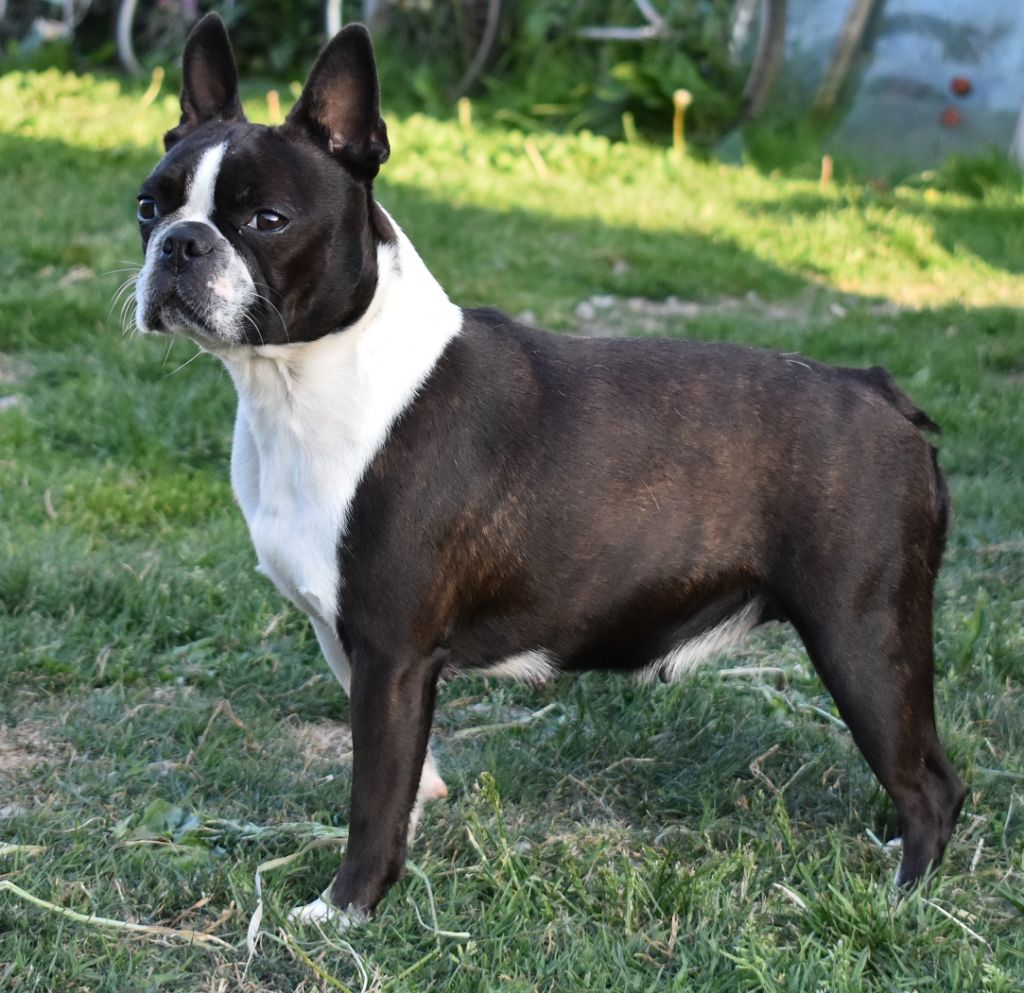 Publication : de Crocs Minilus Auteur : Boston terrier Crocs.Minilus