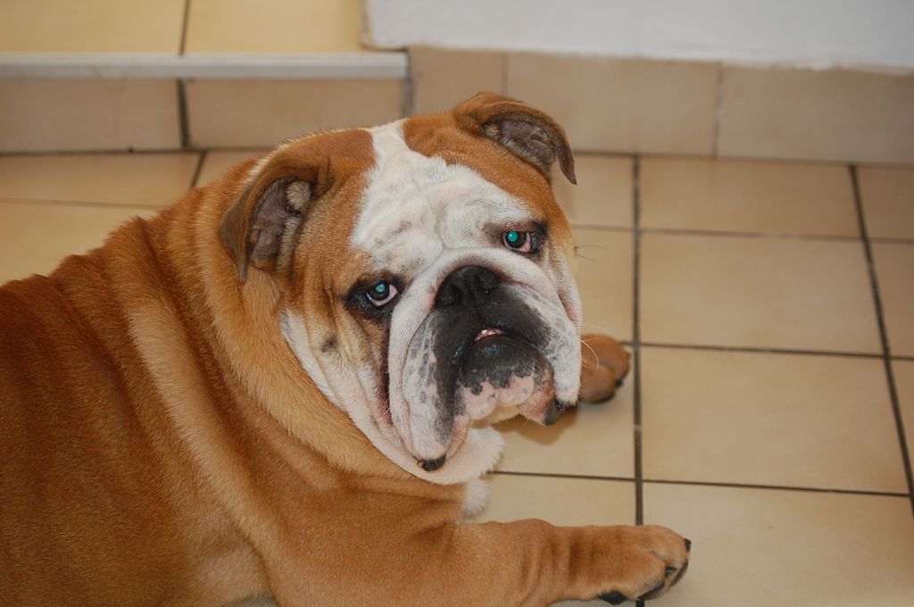 Dakar de Sir Scratch and Co