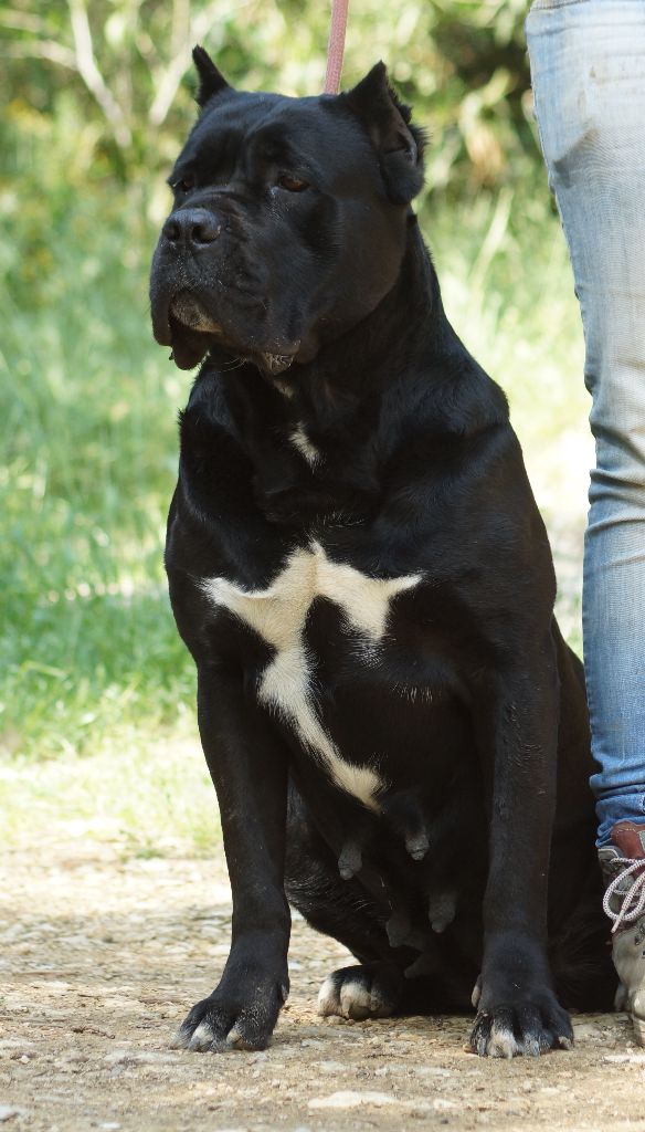 Rothorm Jy Dream Darma