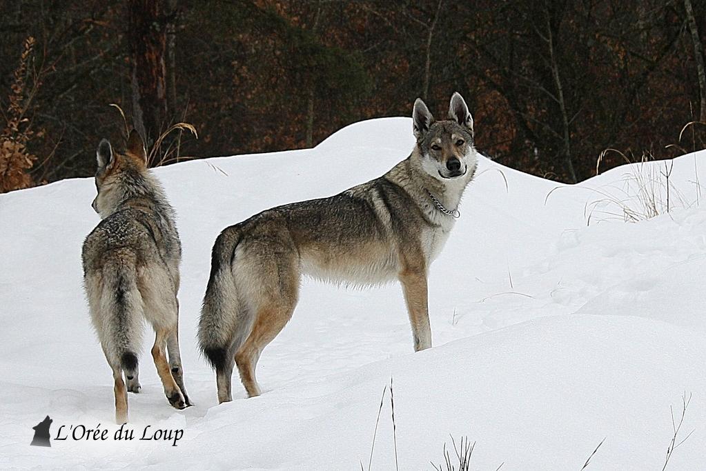 Publication : De L'Orée Du Loup Auteur : L'Orée du Loup