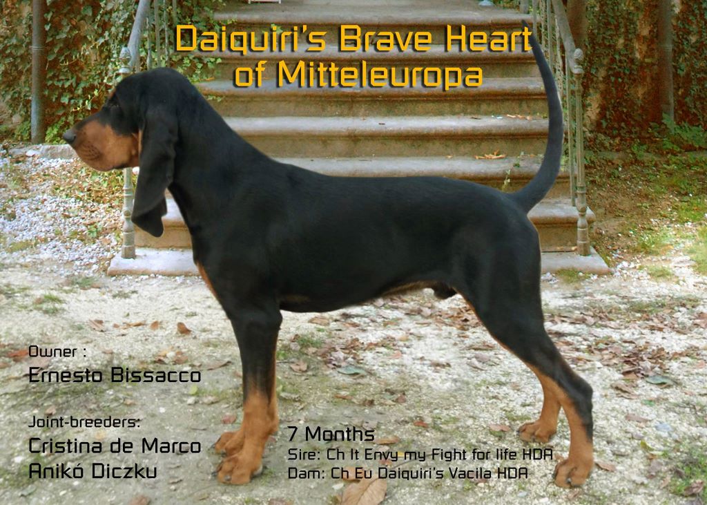 CH. Daiquiri's brave heart