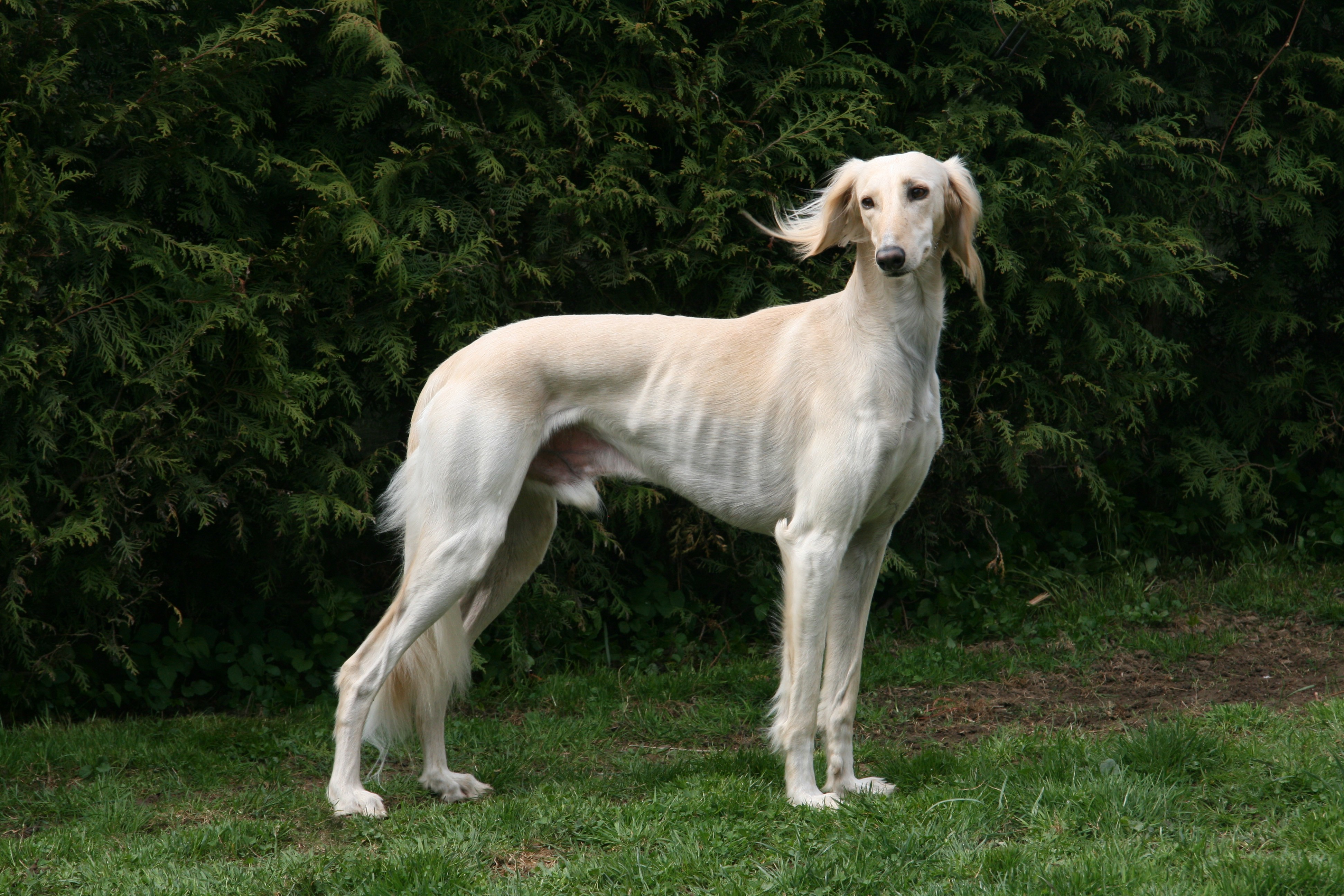 Publication : Baghlan 