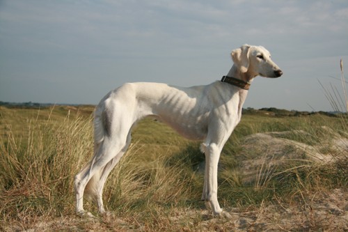 Publication : Baghlan Auteur : Petra Dörner