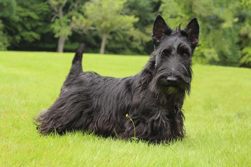 Merlin du jardin des korrigans