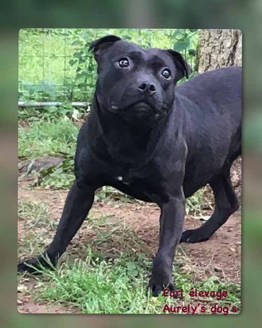 Publication : Aurely's Dogs Auteur : EARL élevage Aurelys Dogs