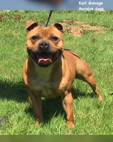 Publication : Aurely's Dogs Auteur : EARL élevage Aurelys Dogs