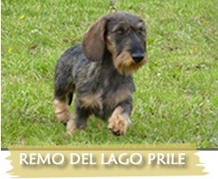 CH. Remo Del lago prile