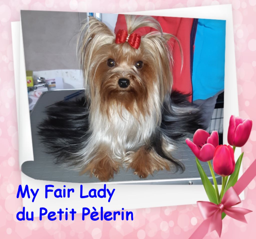 My fair lady Du Petit Pelerin