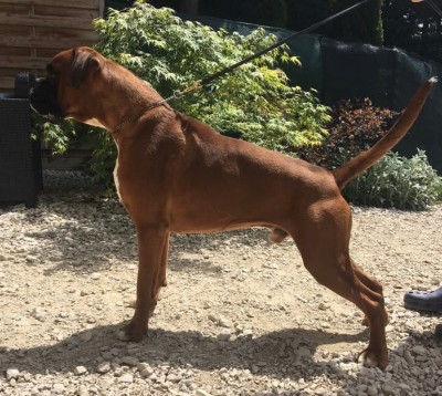 Étalon Boxer - CH. Monroe des Oriannas