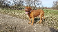 Étalon Dogue de Bordeaux - des cerbères de la mine Guizmo