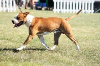 Étalon American Staffordshire Terrier - Ethic Of Dream Mon chien