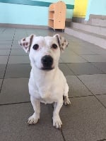 Étalon Jack Russell Terrier - Igor Du bois de riancey