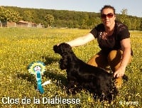 Étalon Cocker Spaniel Anglais - CH. Ch int multi ch silvergerini's el chapo Du Clos Aux Diables