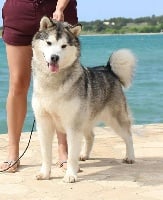 Étalon Alaskan Malamute - CH. zagadka sibiry You take my breath away dit quenn