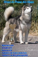 Étalon Alaskan Malamute - Lituya De Prana Des Loups