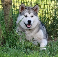 Étalon Alaskan Malamute - N'mega Naillik's