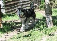 Étalon Alaskan Malamute - Dynasty new ii ledovy trpyt