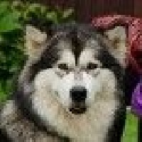 Étalon Alaskan Malamute - Oomiaq-sedna de l'horlitin du val des Hurlus