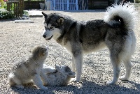 Étalon Alaskan Malamute - Nunavik du val des Hurlus
